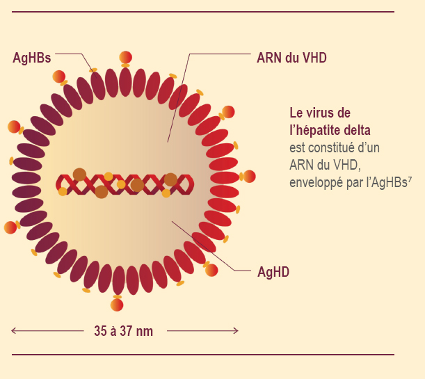 BE-UNB-0696 hepatite-delta-virus
