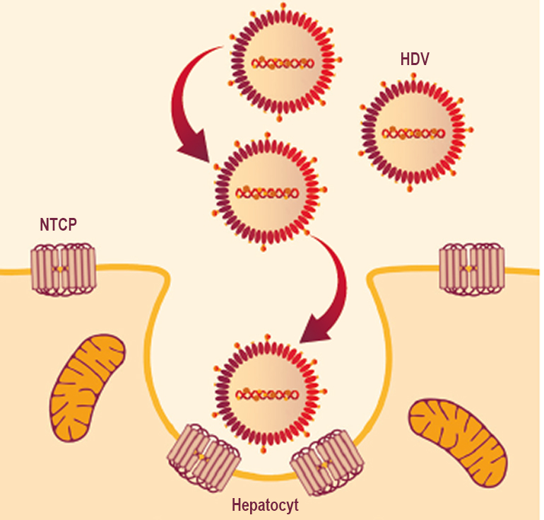 hepatitis-delta-besmettelijkheid