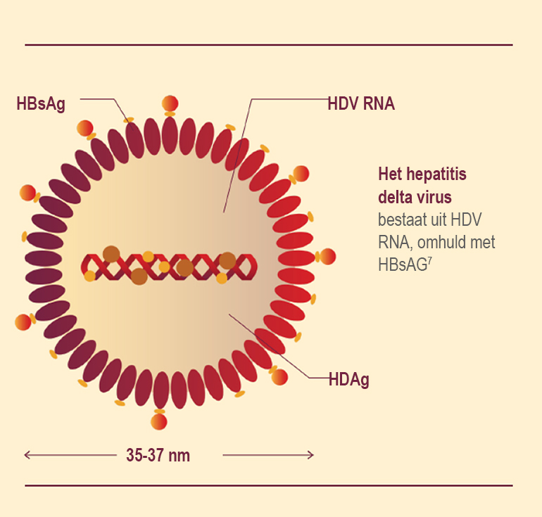 hepatitis-delta-virus
